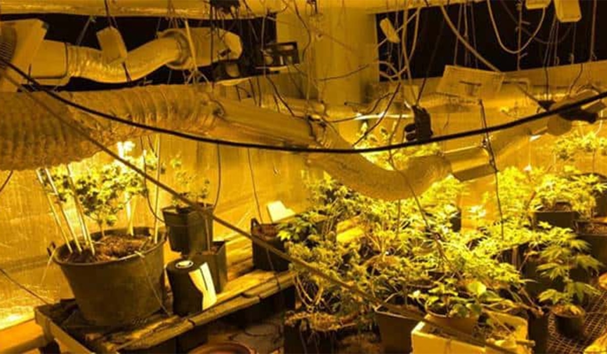 Evinde kenevir serası kurdu, işte istenen ceza...