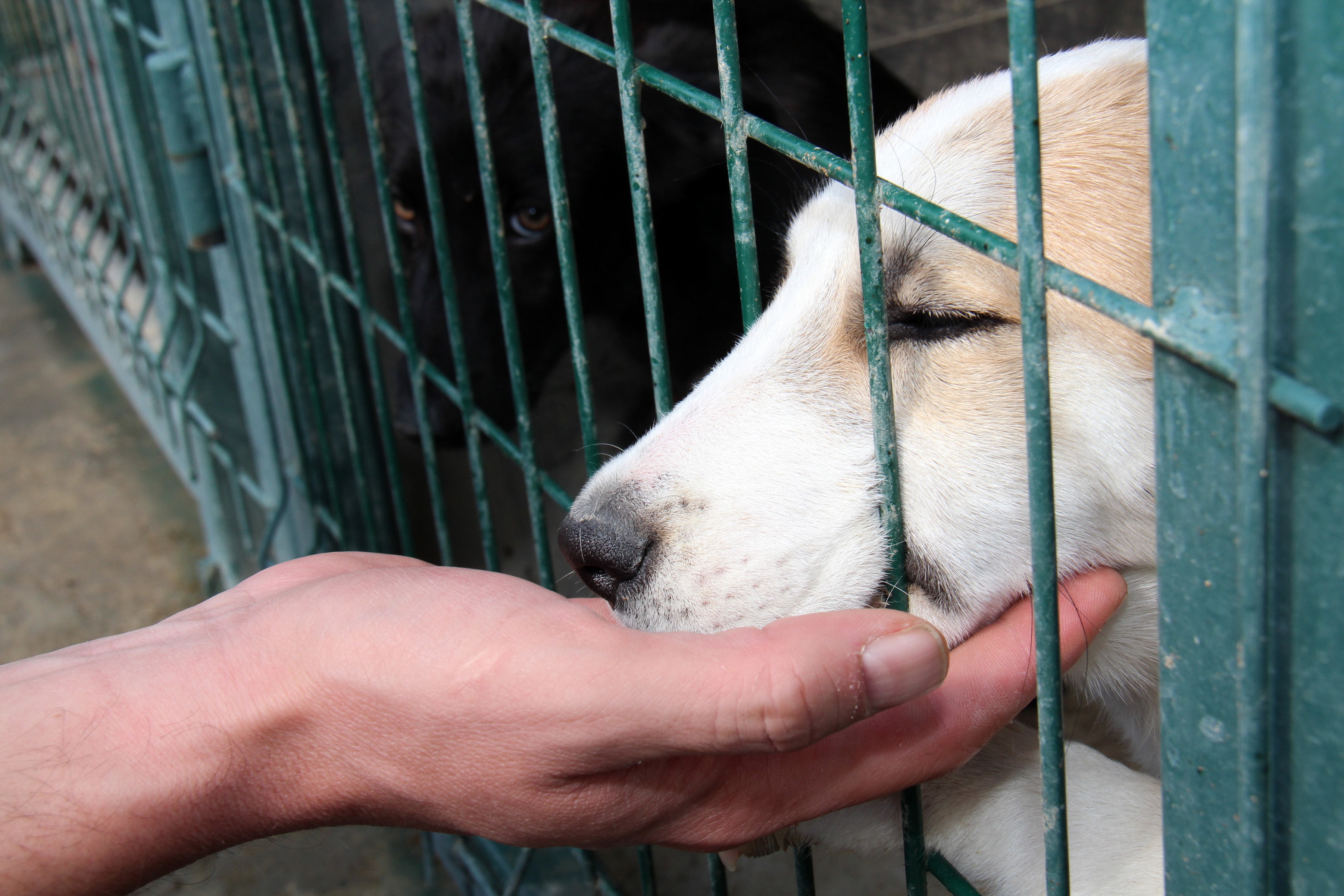Binlerce kişi sokak hayvanlarının hakları için meydanlara çıktı