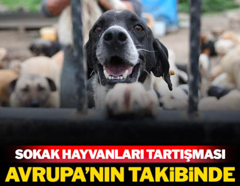 Türkiye'deki sokak hayvanları tartışması Avrupa'nın da radarında
