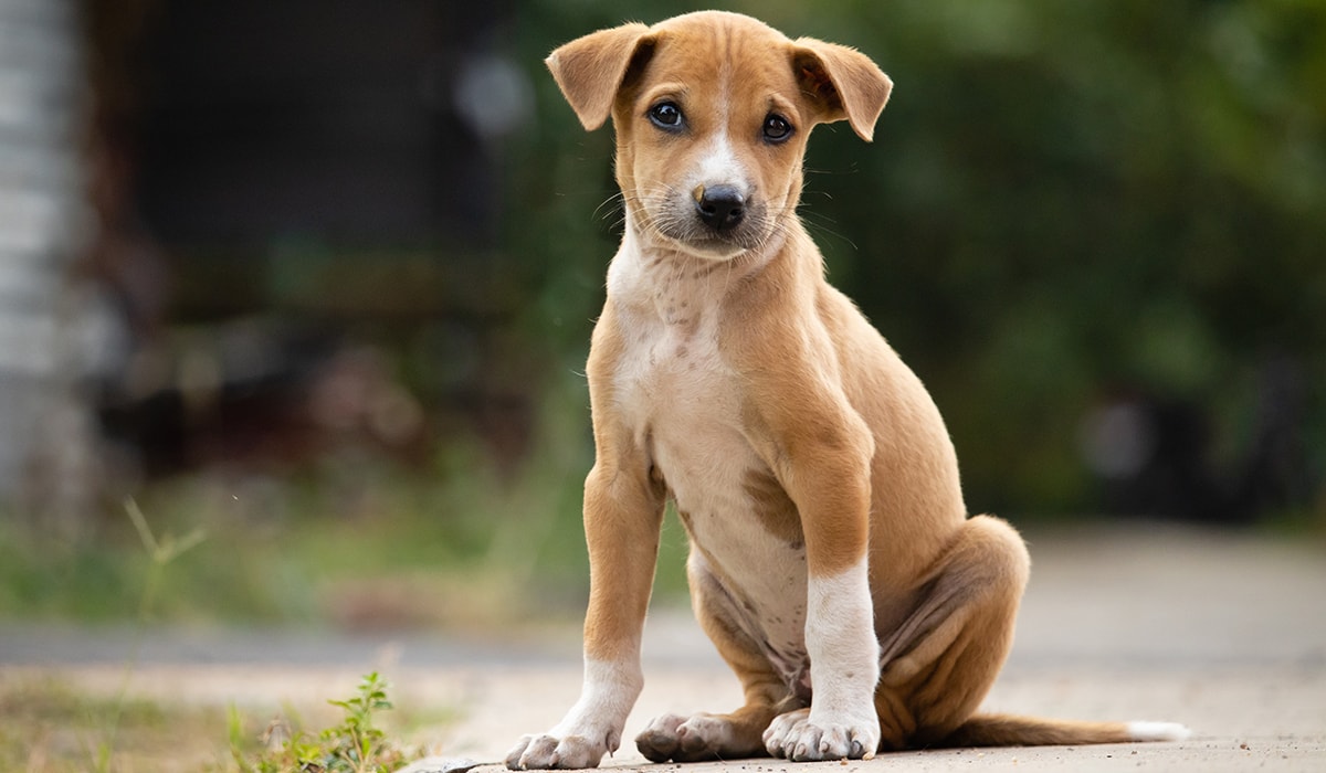 Siyasetin başıboş köpek sınavı...