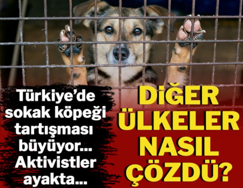 Türkiye'de sokak hayvanları tartışması büyüyor... Dünyada neler yapılıyor?