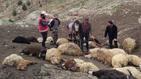 Kurtlar sürüye daldı, 100 koyunu boğdu