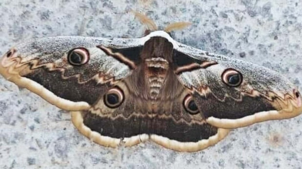 Çanakkale'de görülen kelebeğin kanatlarındaki sır...