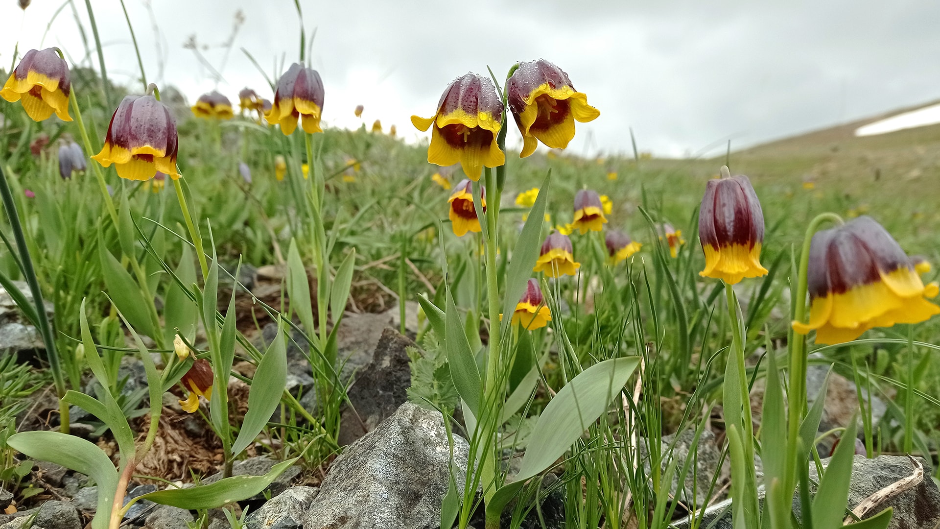 Karayazı'ya özgü ters laleyi fotoğrafladılar