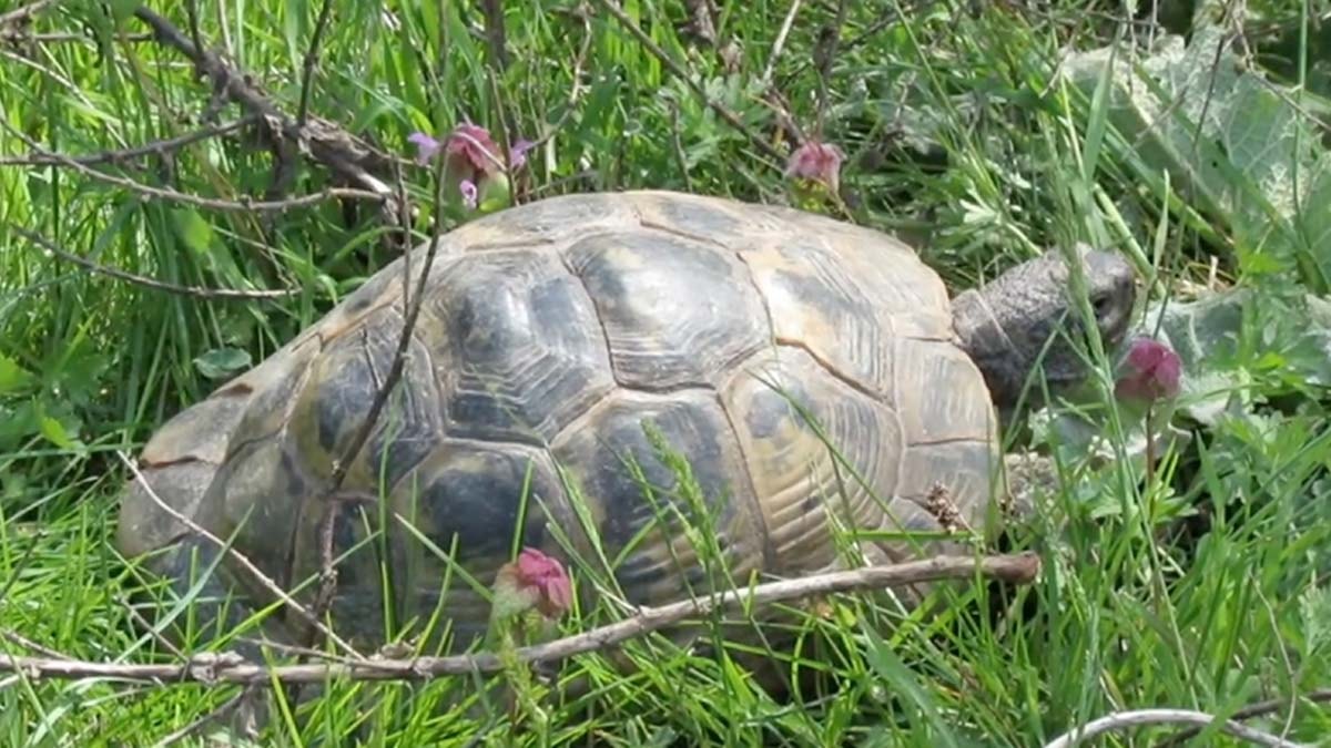 Tehlike altında: Trakya tosbağasının nesli tükeniyor