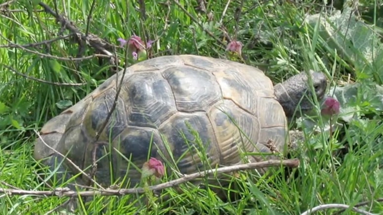 Tehlike altında: Trakya tosbağasının nesli tükeniyor