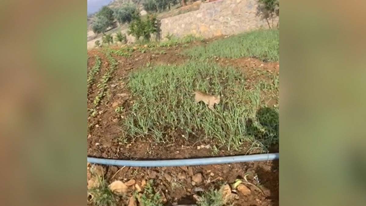 Doğada az rastlanılan yaban kedisi görüntülendi