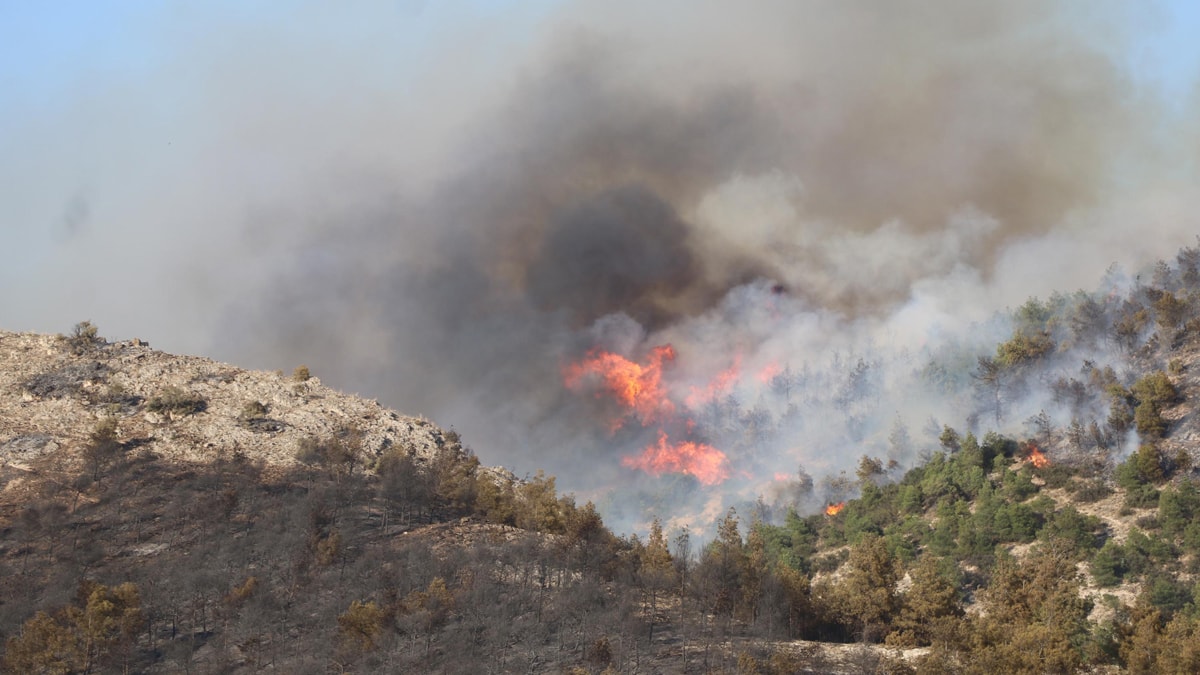Arıları uzaklaştırmak için tütsü yaktı, çıkan yangın ormana sıçradı