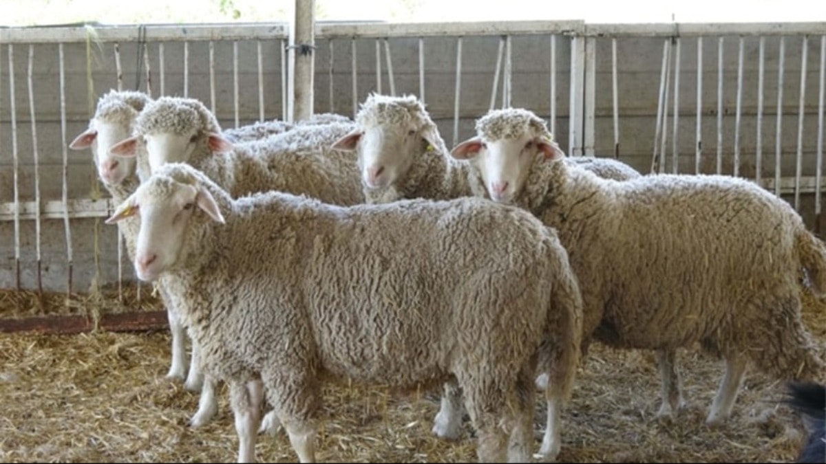 4 yıl önceki kurban şimdi but oldu