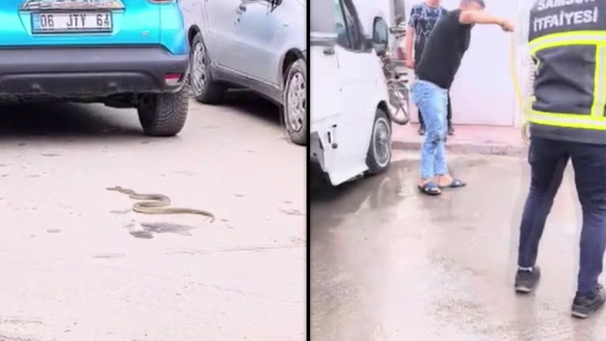 Yılanlar da sıcaktan bunaldı