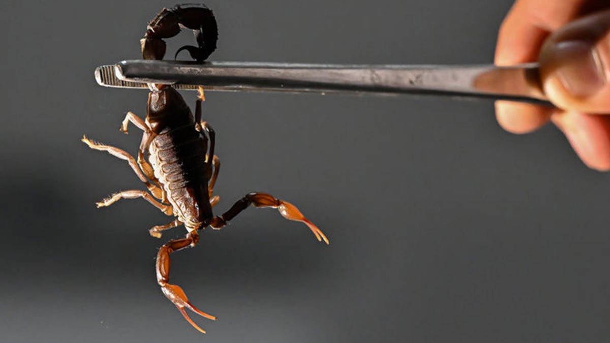 Akrebin soktuğu çocuk zehirlendi