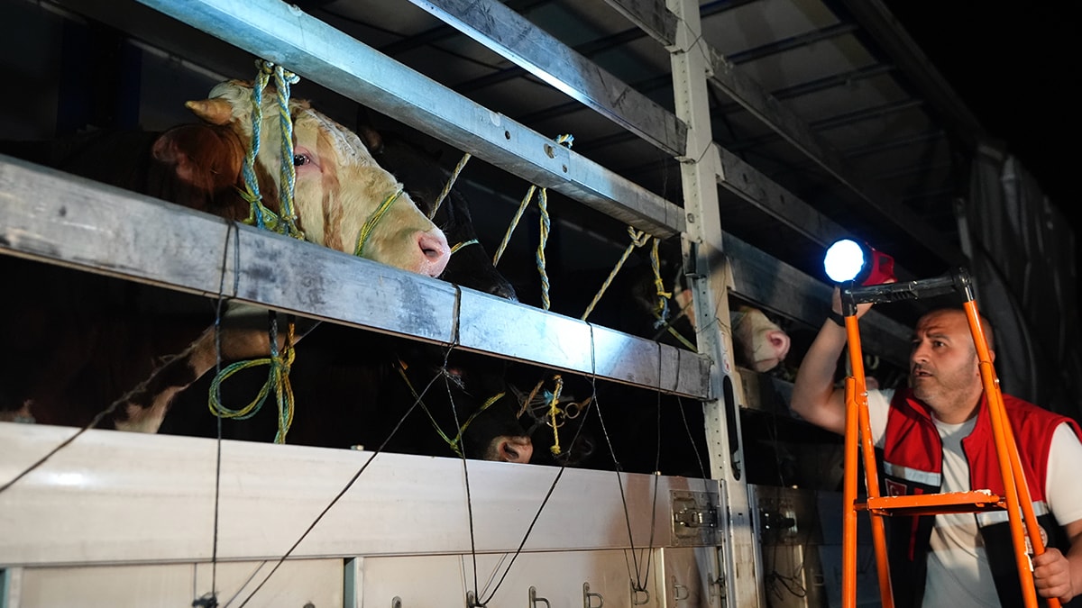 Kurbanlıklar İstanbul'a gelmeye başladı