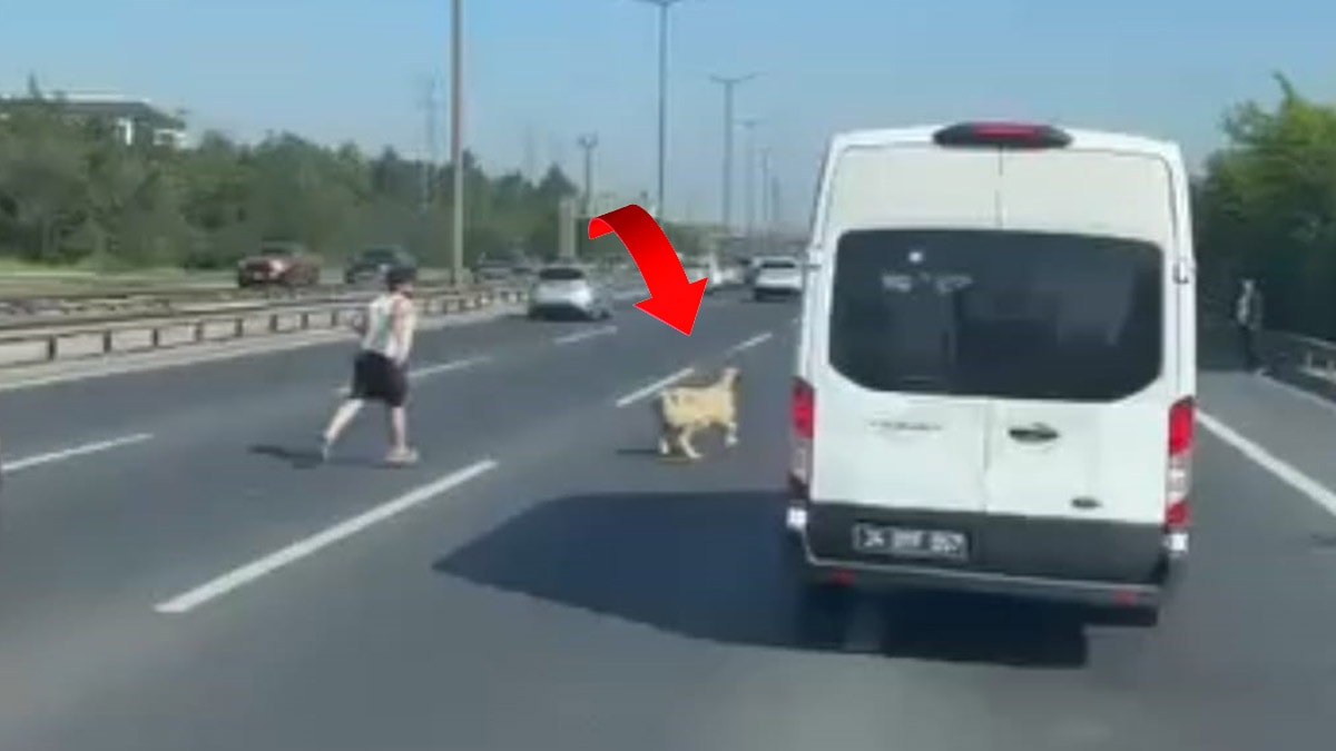 TEM'de koyun alarmı: Trafiği birbirine kattı