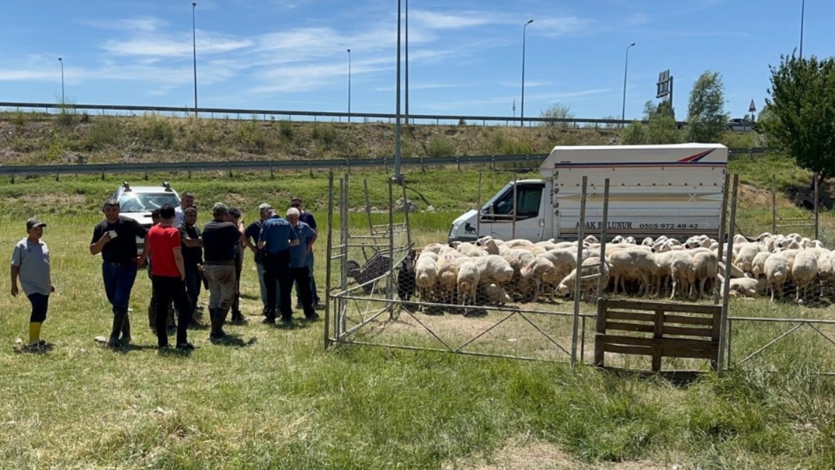 Sattığı kurbanlıkların parası hırsızların hedefi oldu! 535 bin TL çalındı