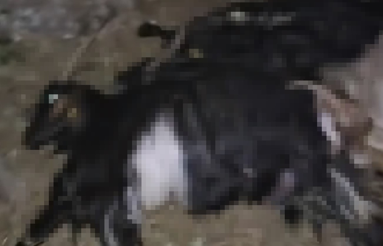 Yıldırım düşmesiyle 140 hayvan can verdi