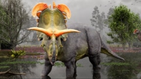Yeni bir dinozor türü bulundu: Fil boyunda ve keskin boynuzlu