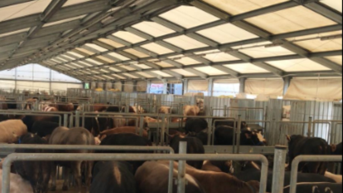 İstanbul’da Kurban Bayramı hazırlıkları tamamlandı