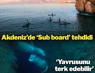 Akdeniz'de 'Sub board' tehdidi... Foklar yavrusunu terk edebilir
