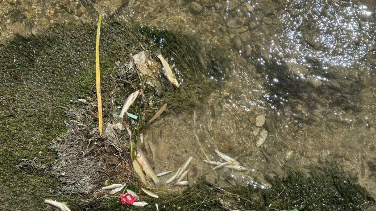 Balık ölümlerine inceleme