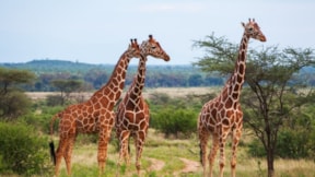 Bilim insanları cevapladı: Zürafaların boynu neden uzun?