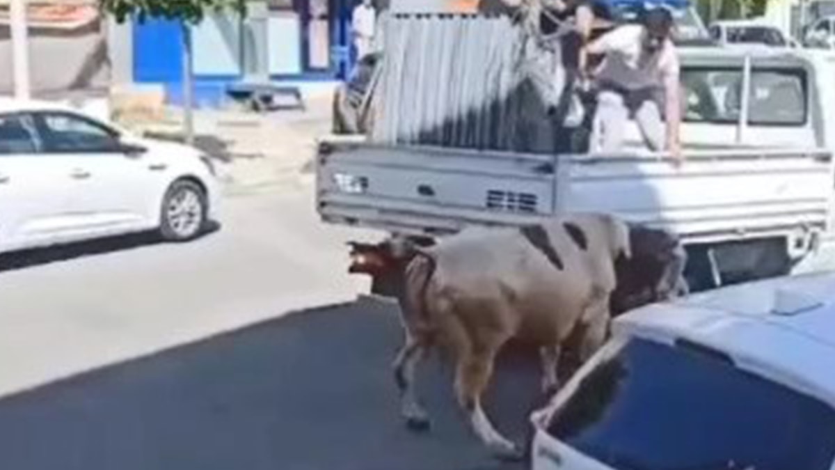Büyükçekmece'de boğa paniği: İğneyle vuruldu