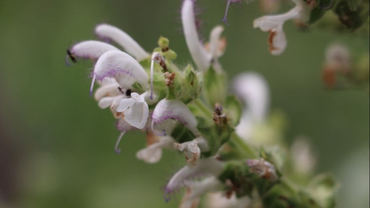 Bu adaçayını koparan yandı: Cezası dudak uçuklatıyor