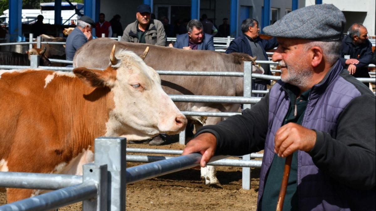 Yoksul kurban kesemez, zengin tatile çıkıyor