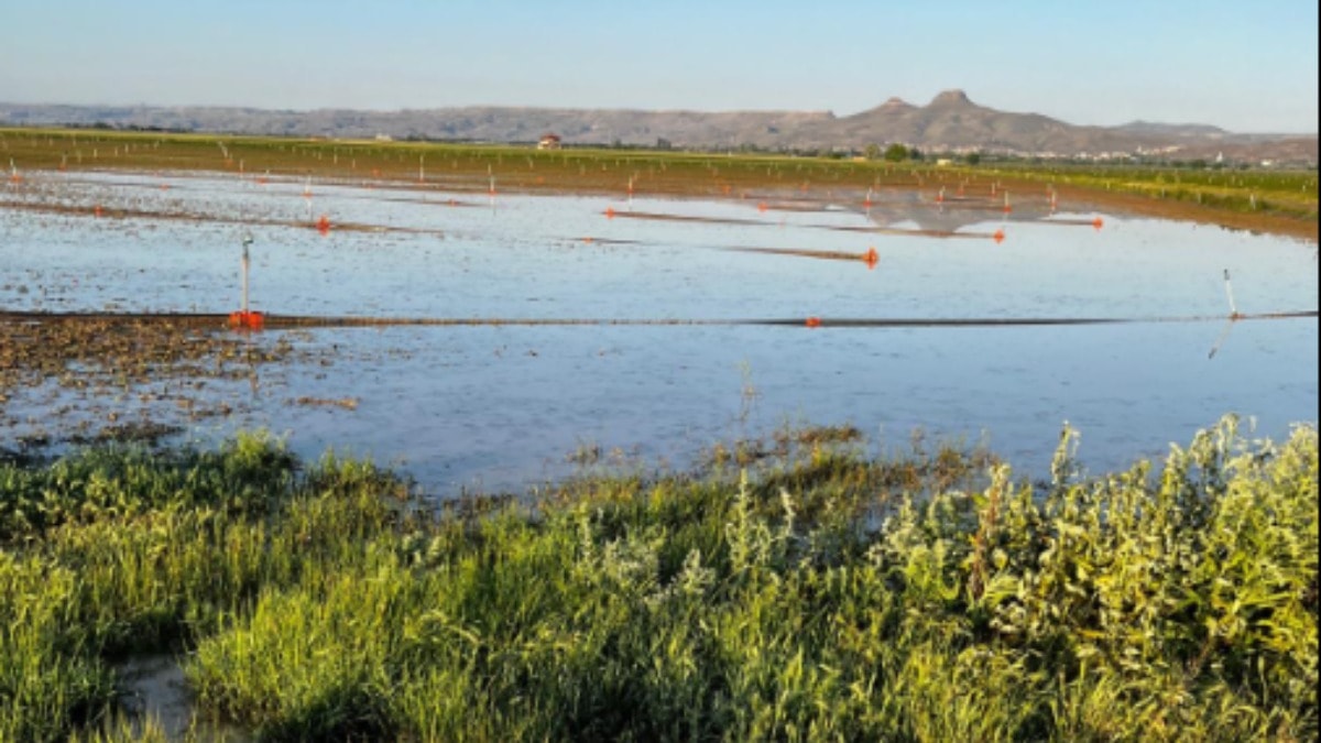 Kayseri'de dolu yağışı tarlaları vurdu! Hasar büyük