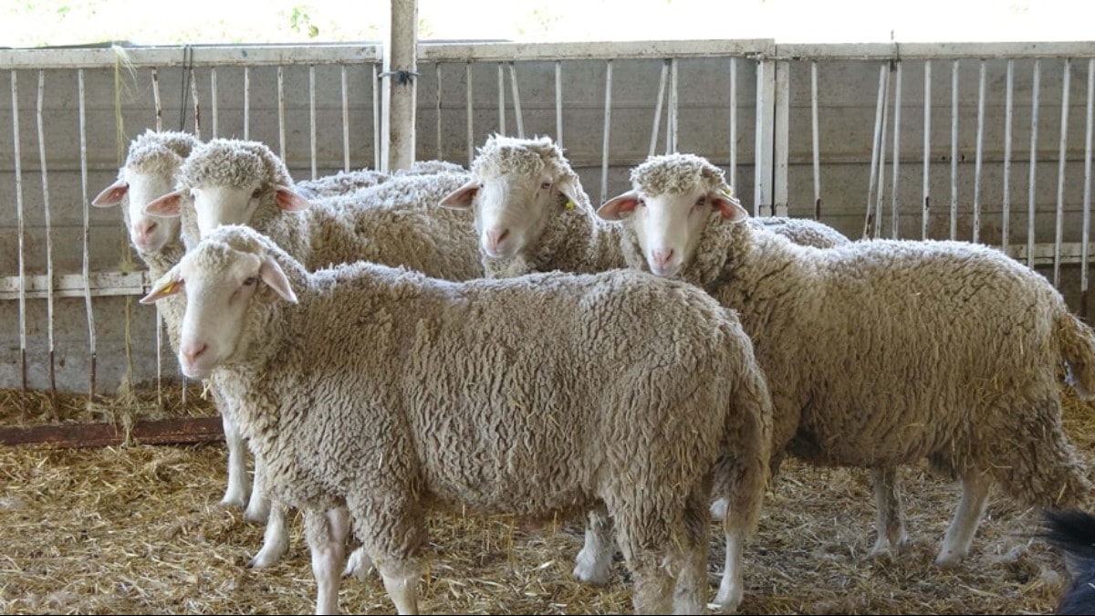 Kurban fiyatı 4 yılda 12’ye katlandı