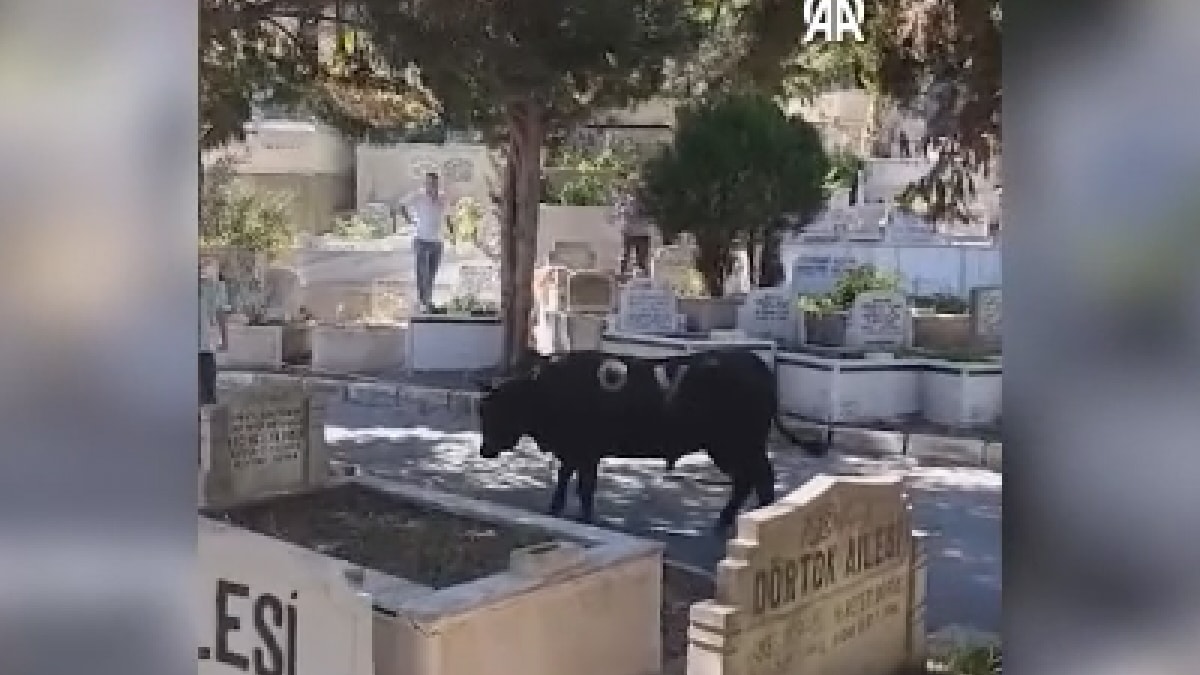 Sahibinden kaçıp mezarlığa giren boğa 2 kişiyi yaraladı