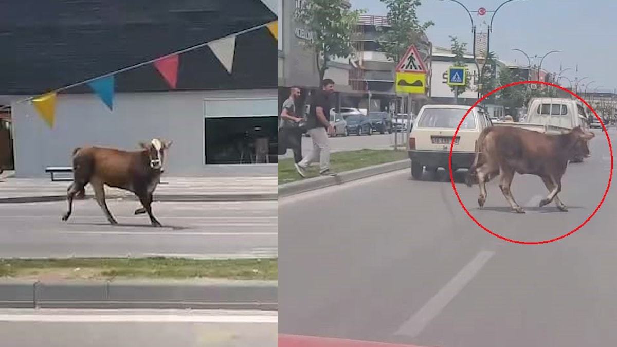Kaçan kurbanlık inek trafiği felç etti!