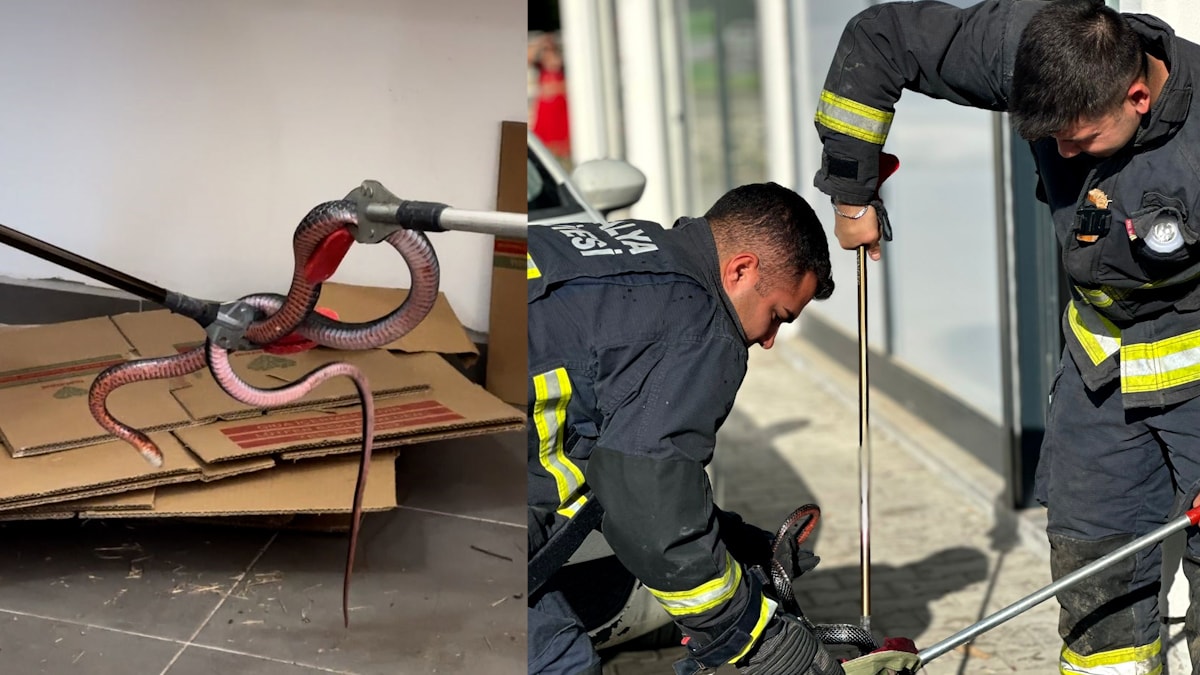 Yaz geldi, yılan korkusu başladı