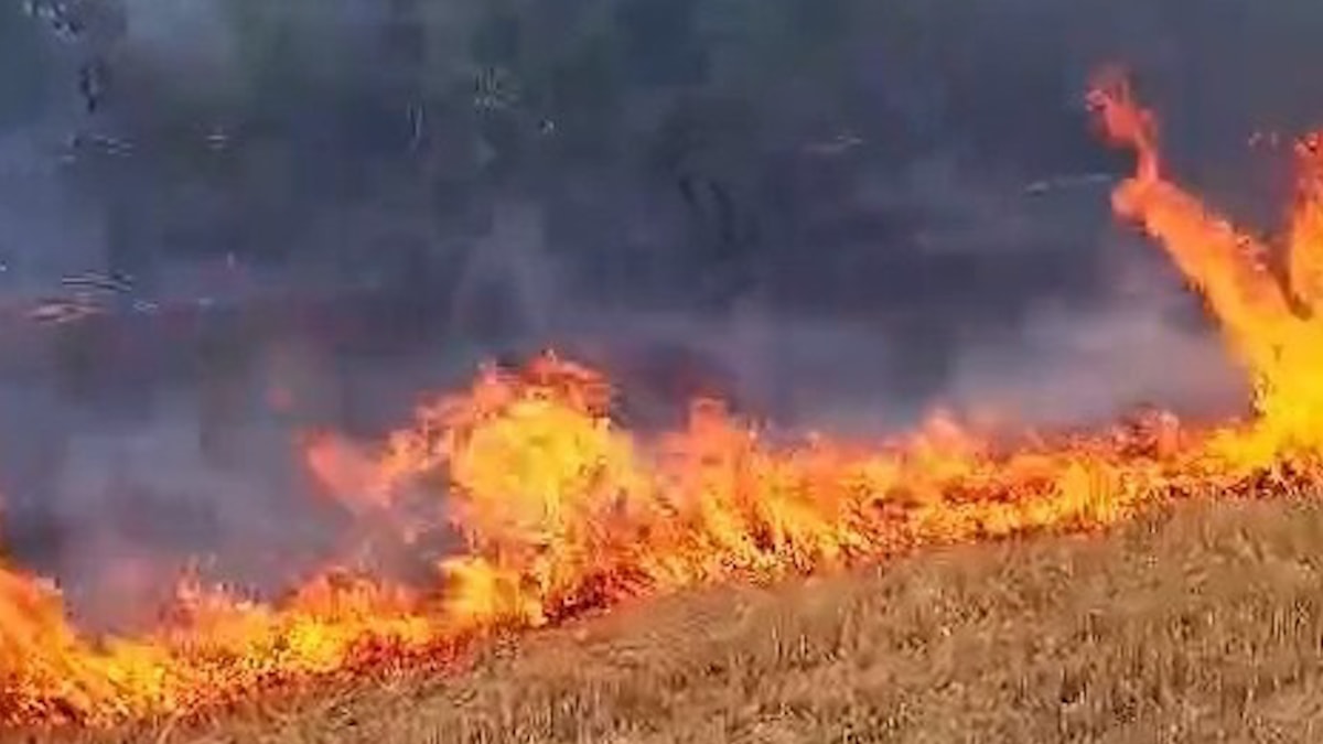 Anız yangını ormana sıçradı: 56 dekarlık alan zarar gördü