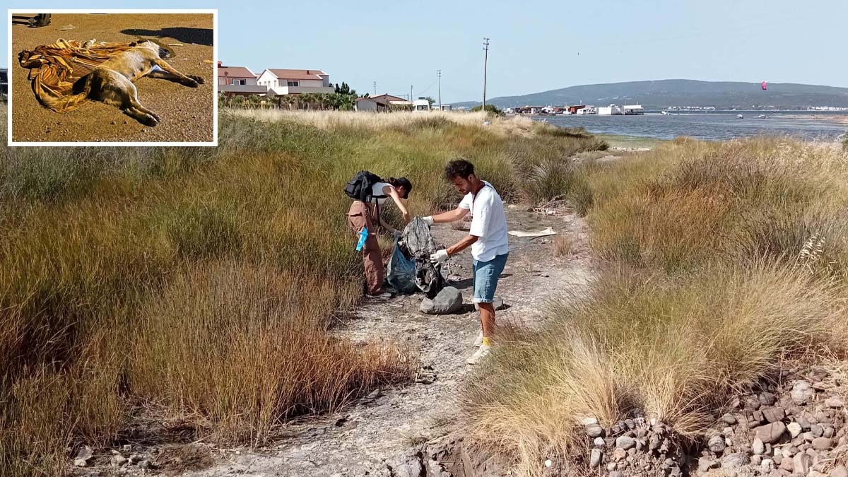 Köpekler zehirle katledildi, mahalleli ödül koydu