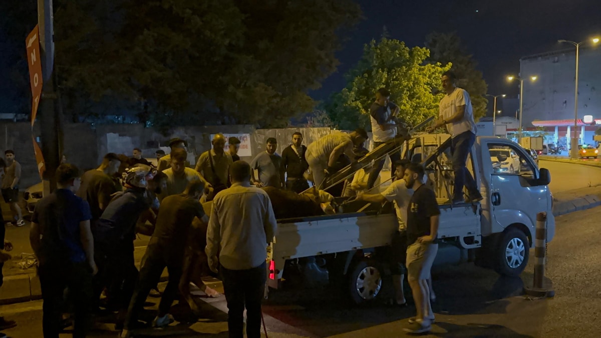 Ataşehir'de kaçan kurbanlık ortalığı birbirine kattı