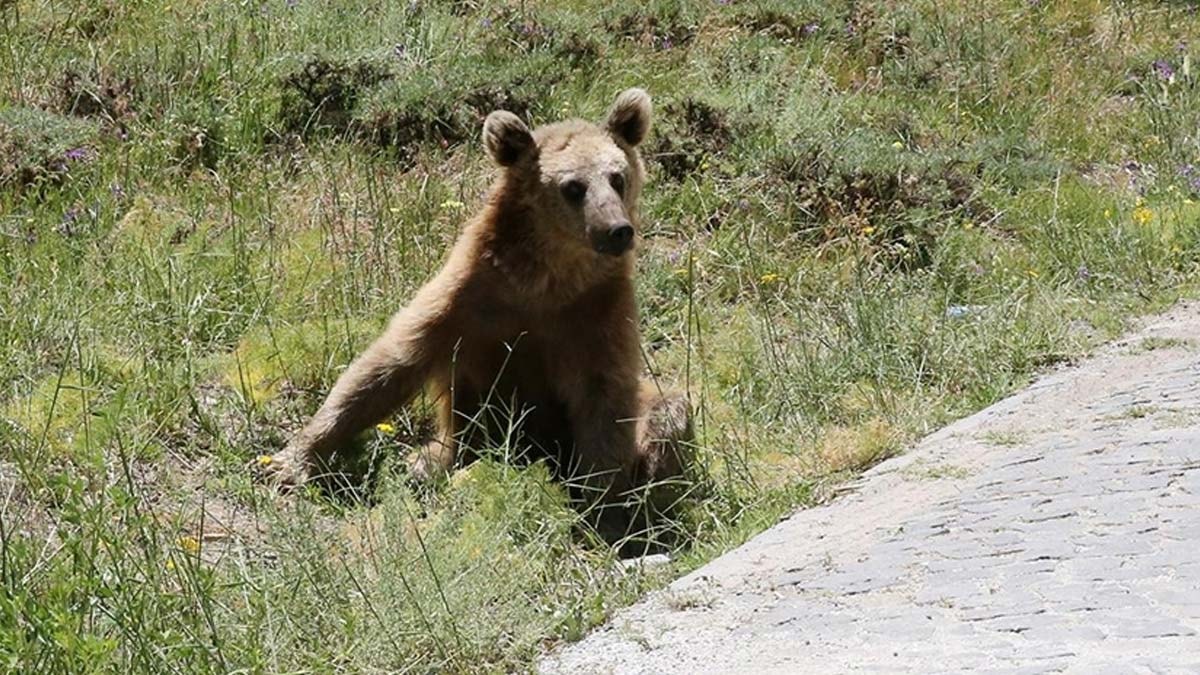 Nemrut Kalderası'nı ziyaret edenler karşısına bozayılar çıktı