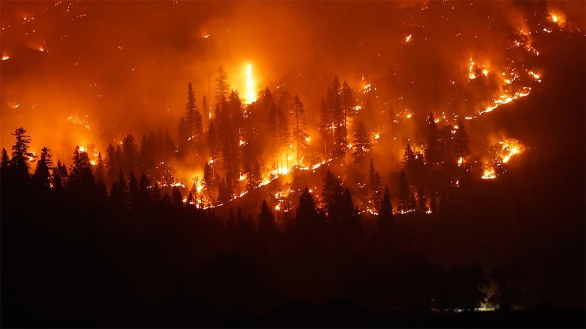 Orman yangınlarıyla ilgili çarpıcı araştırma: En az 52 bin insan genç yaşta öldü