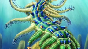 Deniz canlısı şaşkınlık yarattı... 500 milyon yıl önce yaşamış, uzaylıya benziyor