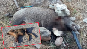 Siteye giren yaban domuzları yavruları ile birlikte öldürüldü