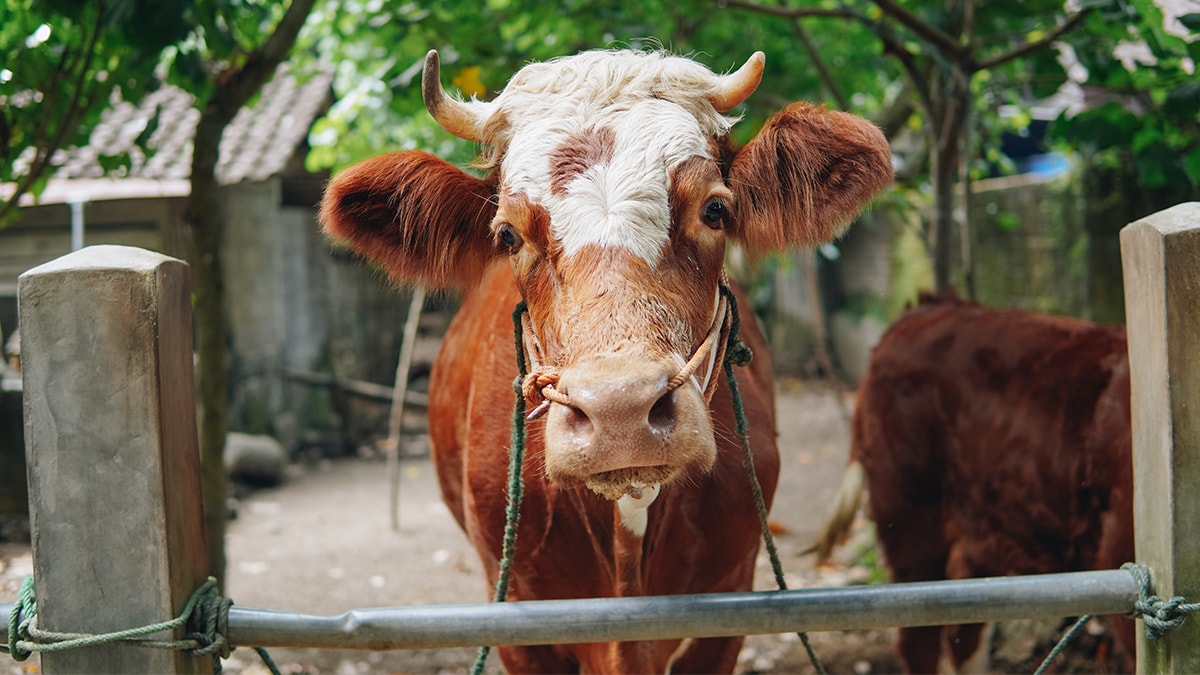 Çiftlik hayvanlarından ‘gaz vergisi’ alınacak