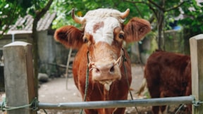 Çiftlik hayvanlarından ‘gaz vergisi’ alınacak