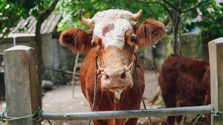 Çiftlik hayvanlarından ‘gaz vergisi’ alınacak