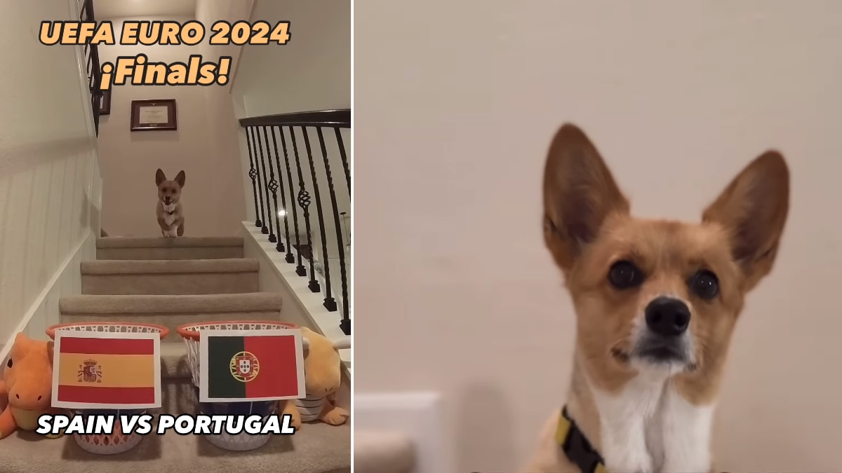 Fenomen köpek Steph Furry’nin EURO 2024 şampiyonu tahmini