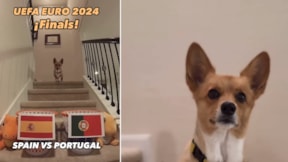 Fenomen köpek Steph Furry’nin EURO 2024 şampiyonu tahmini