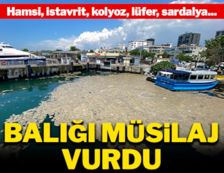 Müsilaj Marmara Denizi'ndeki balık çeşitliliğini yüzde 25 azalttı