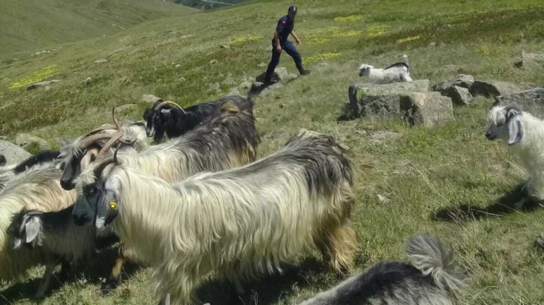Trabzon'da bir garip keçi meselesi