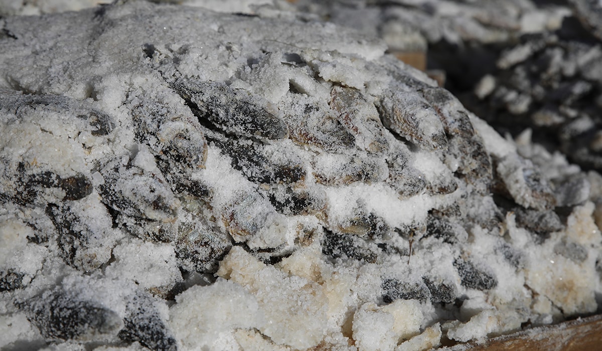 Kaçak avlayıp tuzlayıp kurutmuşlar! Tam 5 ton...