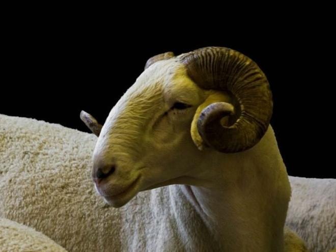 Kurbanlık fiyatları ne kadar? Büyükbaş ile küçükbaş kurban fiyatları…