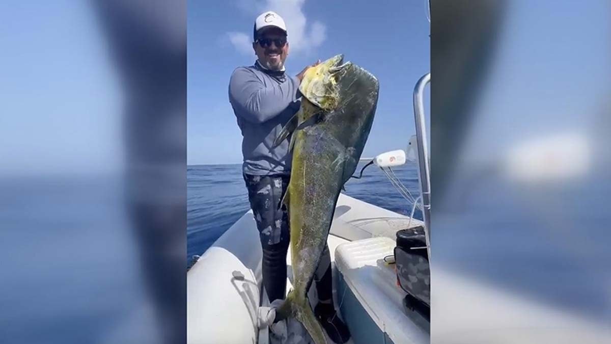 Balıkçıların oltasına 26 kilogramlık lambuka takıldı