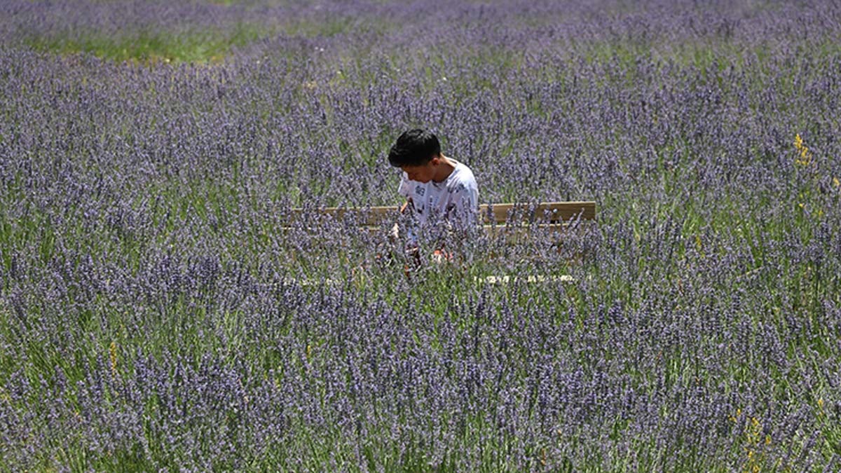 Çiçek açan lavanta bahçeleri ziyaretçilerini ağırlıyor